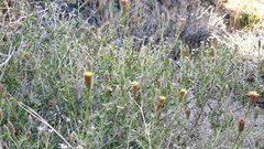 Brickellia frutescens