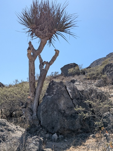 Dracaena serrulata, photograph 1