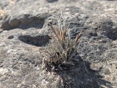 Actiniopteris semiflabellata