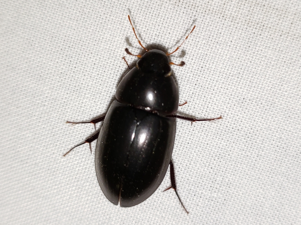 Hydrobiomorpha casta