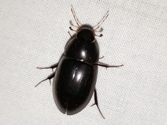 Hydrobiomorpha casta