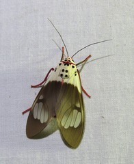 Amerila nigropunctata