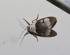 Amerila nigropunctata