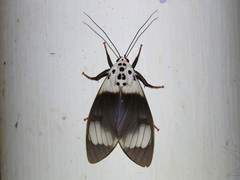 Amerila nigropunctata