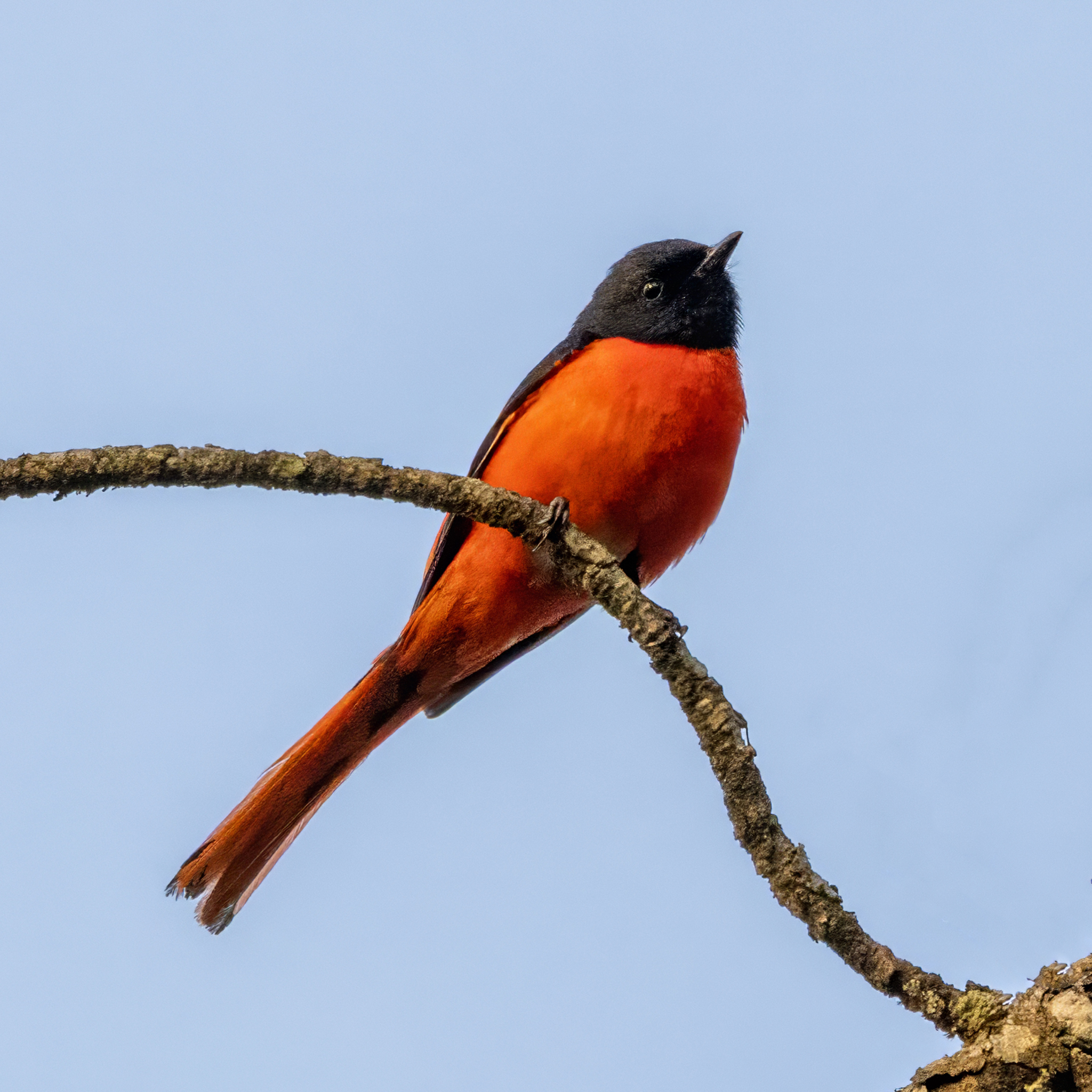 Long-tailed Minivet (Pericrocotus ethologus), photo 10