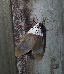 Amerila nigropunctata