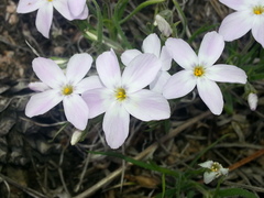 Phlox sibirica