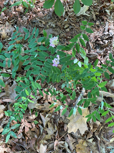 veiny pea (Lathyrus venosus)