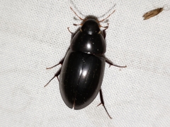 Hydrobiomorpha casta