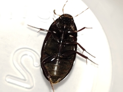 Hydrobiomorpha casta