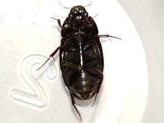 Hydrobiomorpha casta