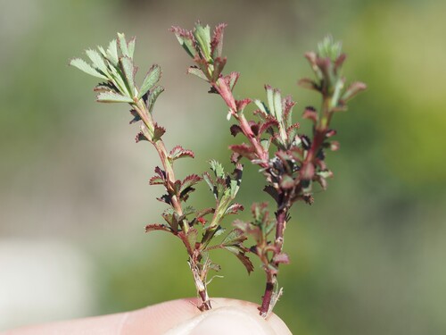 tiny restharrow (Ononis minutissima)