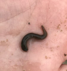 Haemopidae