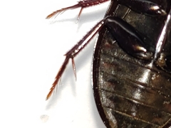 Hydrobiomorpha casta