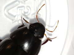 Hydrobiomorpha casta