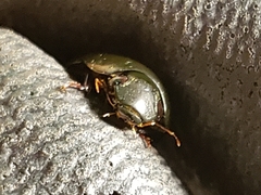 Hydrobiomorpha casta