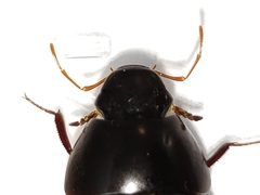 Hydrobiomorpha casta