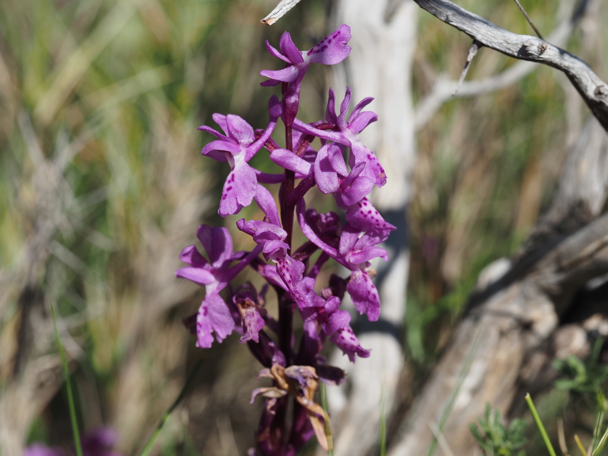 Southern Early-Purple Orchid (Orchis olbiensis)