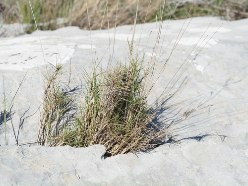Mediterranean False Brome (Brachypodium retusum)