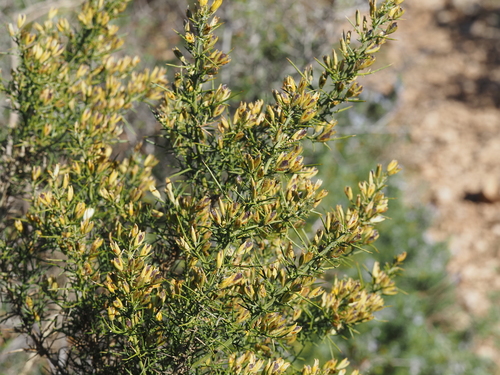 Ulex parviflorus (Ulex parviflorus)