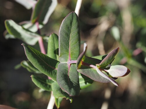 Mediterranean Honeysuckle (Lonicera implexa)