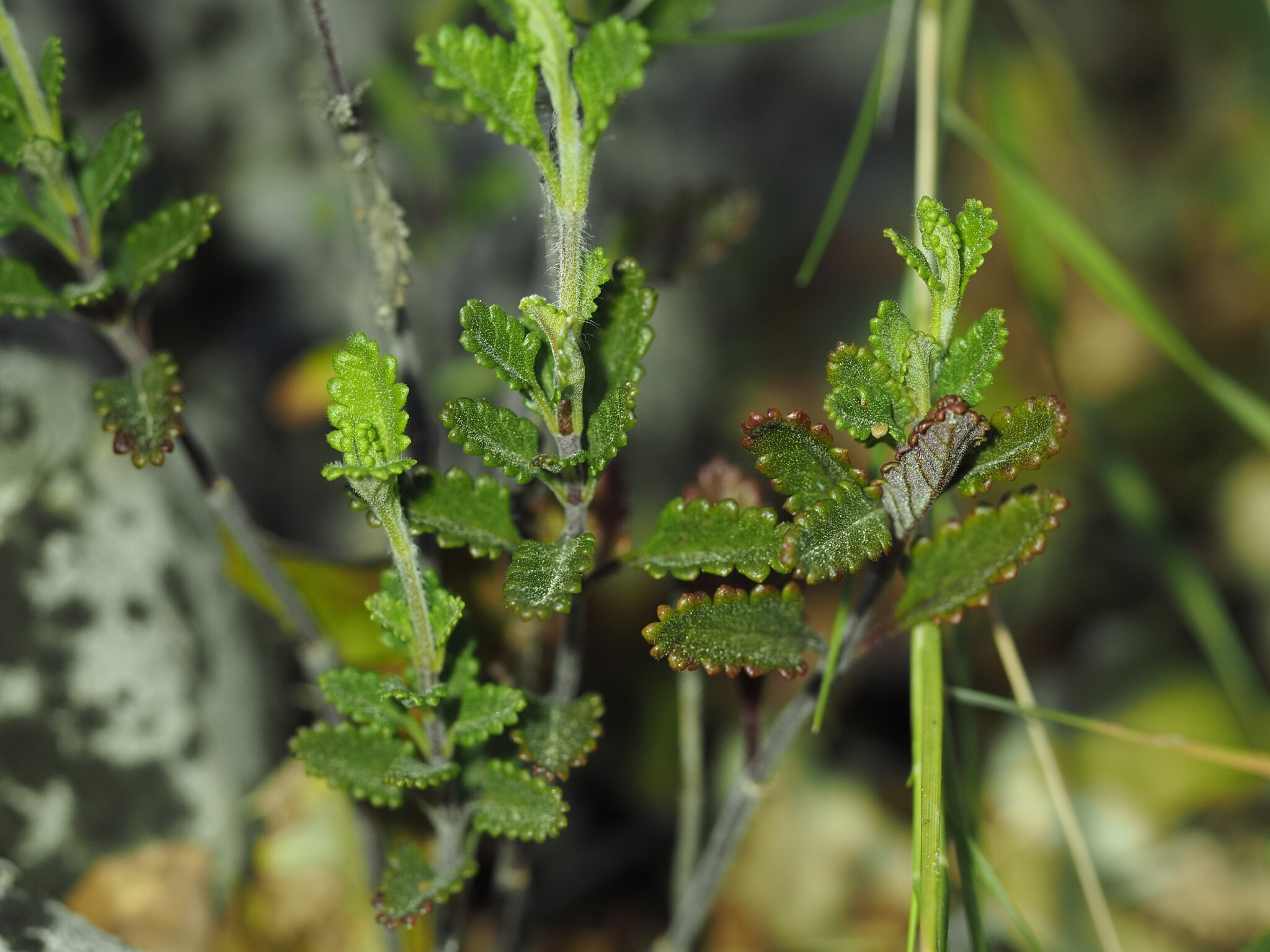 Wall Germander (Teucrium chamaedrys)