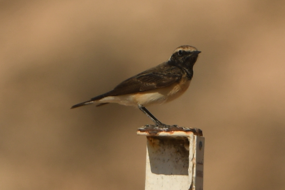 Pied Wheatear (Oenanthe pleschanka), photo 2