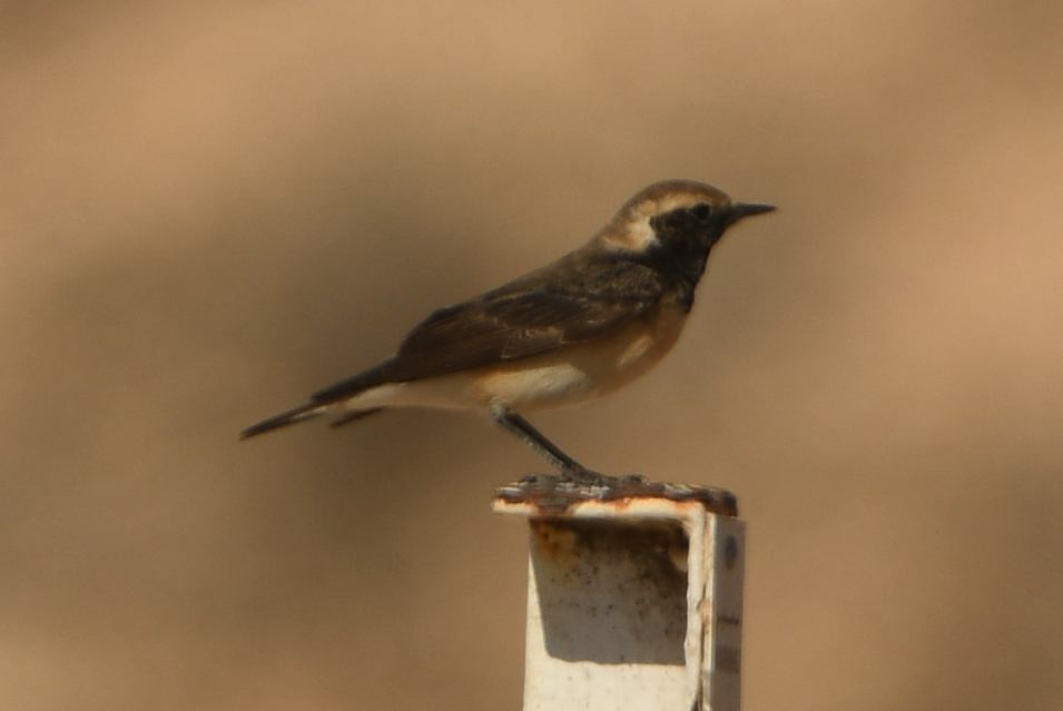 Pied Wheatear (Oenanthe pleschanka), photo 1