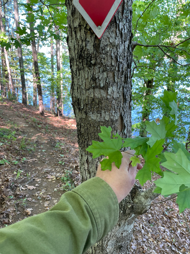 southern sugar maple (Acer floridanum)