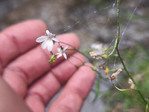 Lobelia purpusii 2