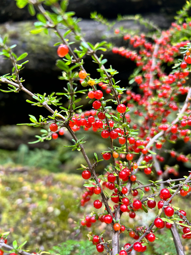 Coprosma cuneata observed 2026-04-06