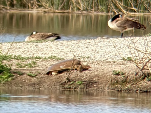 iNaturalist observation photo of American Softshells