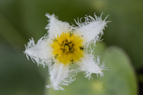 Floatingheart (Nymphoides humboldtiana)