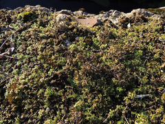 Cladonia rei