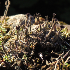 Cladonia rei