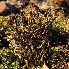 Cladonia rei