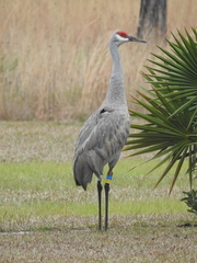 Antigone canadensis pulla
