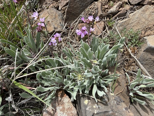 daggerpod (Phoenicaulis cheiranthoides)
