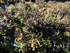 Cladonia rei