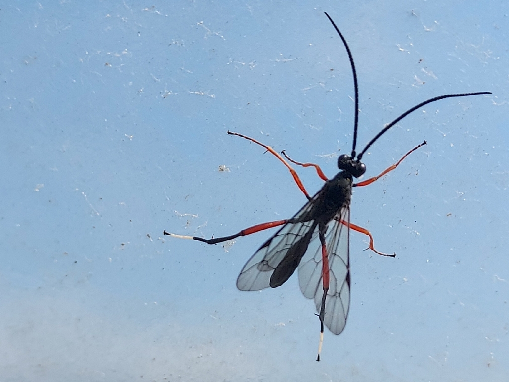 Cryptus moschator