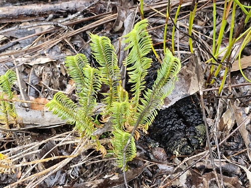 Fish Bones (Lomandra obliqua)