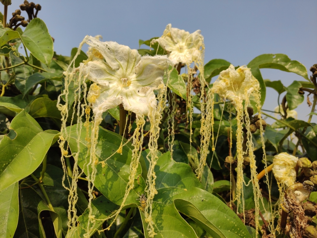 Hodgsonia