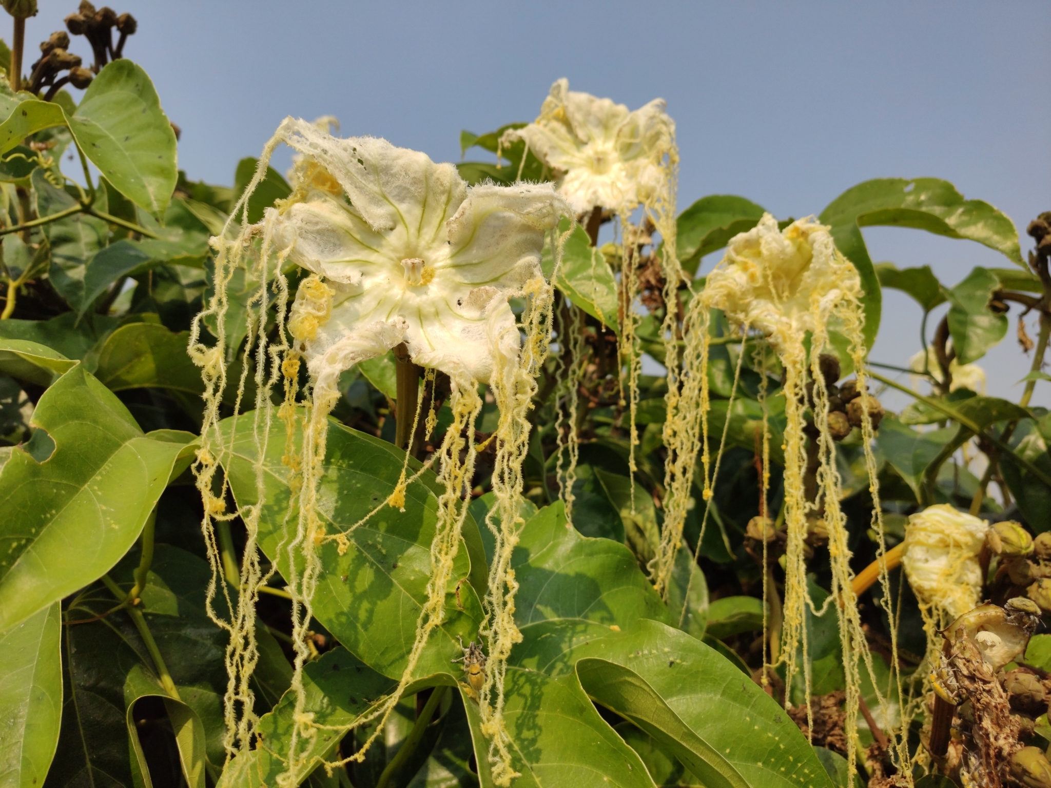 Hodgsonia