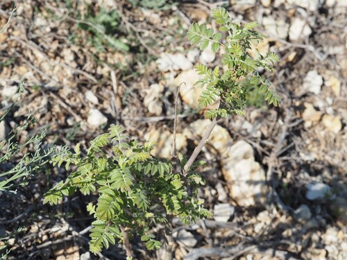 Sicilian Sumac (Rhus coriaria)