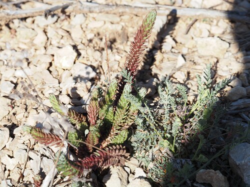 European Stonecrop (Petrosedum ochroleucum)