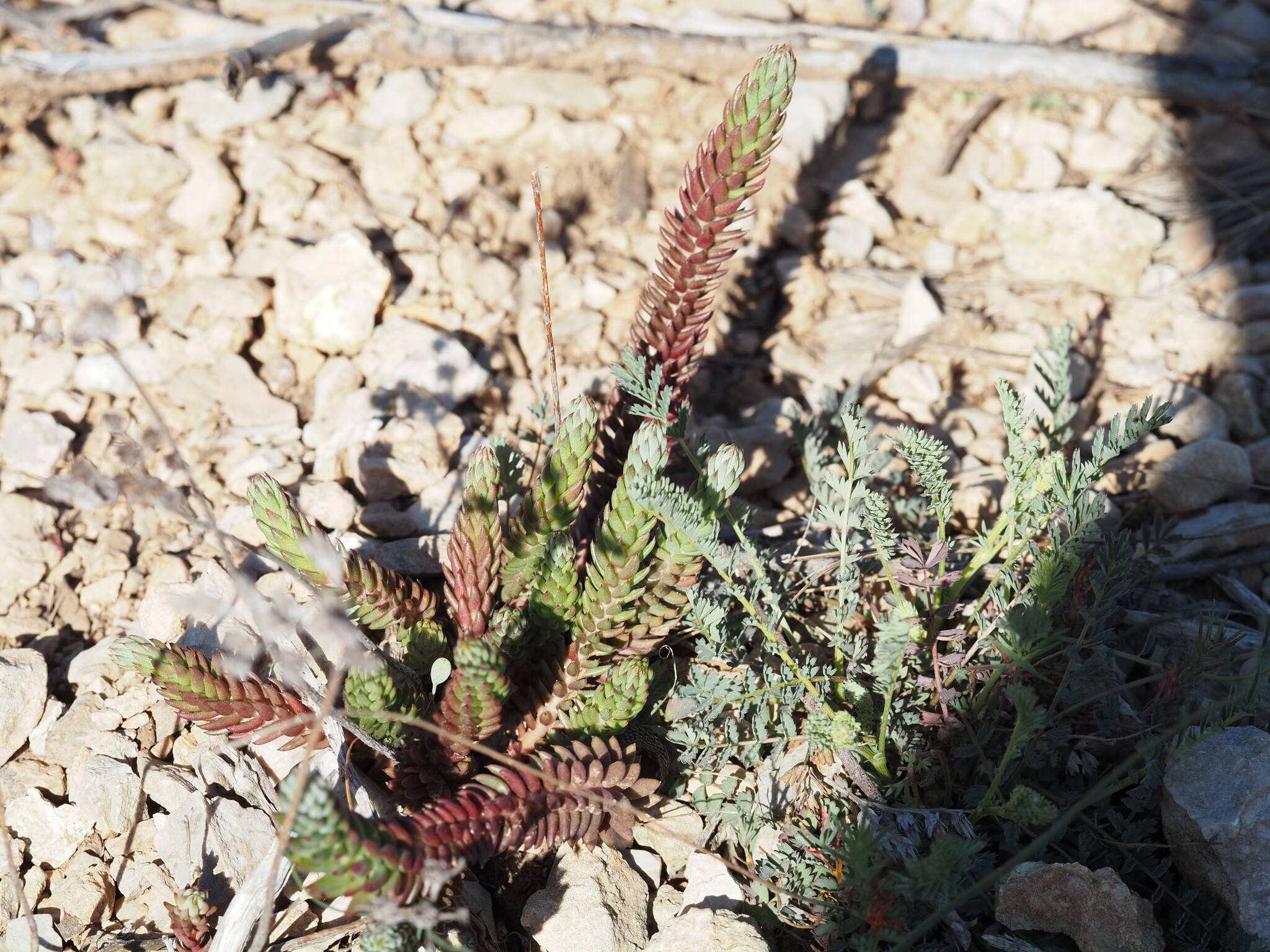 European Stonecrop (Petrosedum ochroleucum)