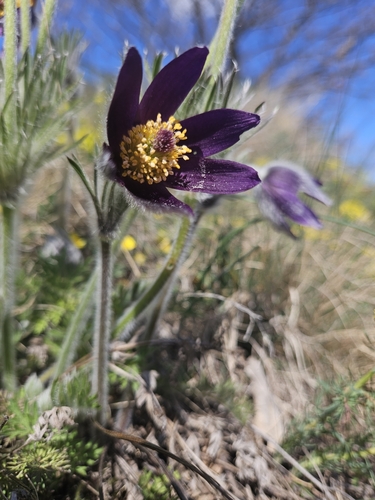 Pulsatilla montana, photograph 5
