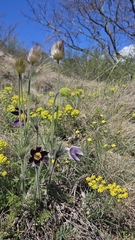 Pulsatilla montana, photograph (c) Alessia Guggisberg, some rights reserved (CC BY-SA)