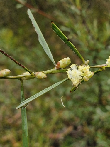 Sweet Wattle (Acacia suaveolens)