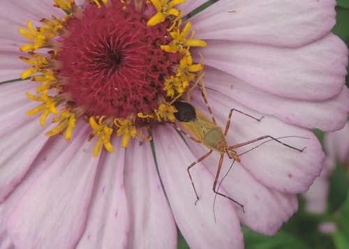 Zelus laticornis